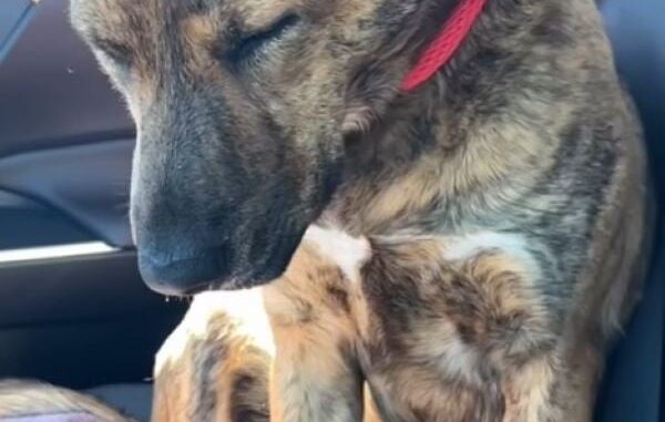 very-sad-dog