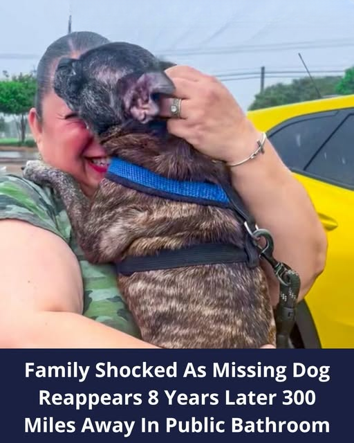 Texas Family Stunned as Dog Missing for 9 Years Reunites After Being ...