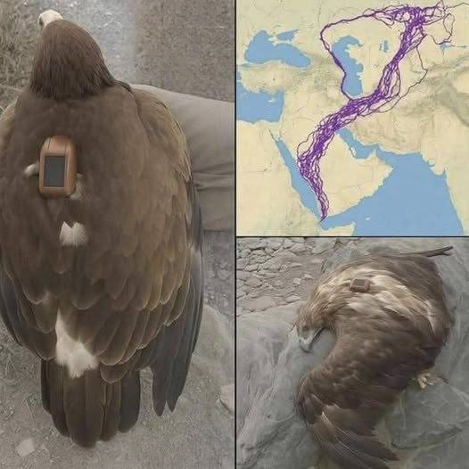 An Eagle’s Incredible Path: Lessons From Nature About Strength and ...